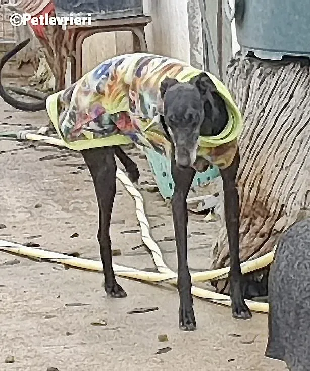 Zarito adozione levrieri galgo 4