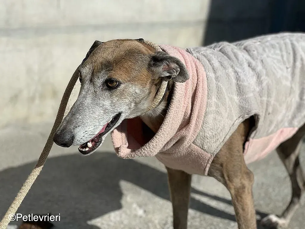 Zazu adozione levrieri galgo 01