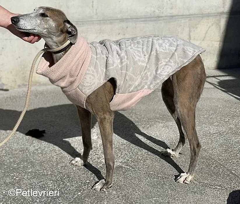 Zazu adozione levrieri galgo 010