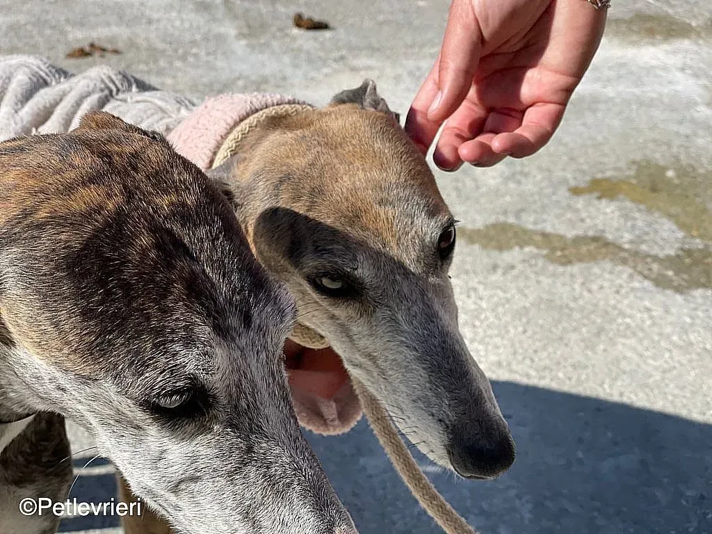 Zazu adozione levrieri galgo 011