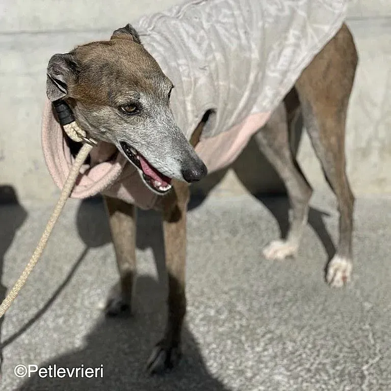 Zazu adozione levrieri galgo 012