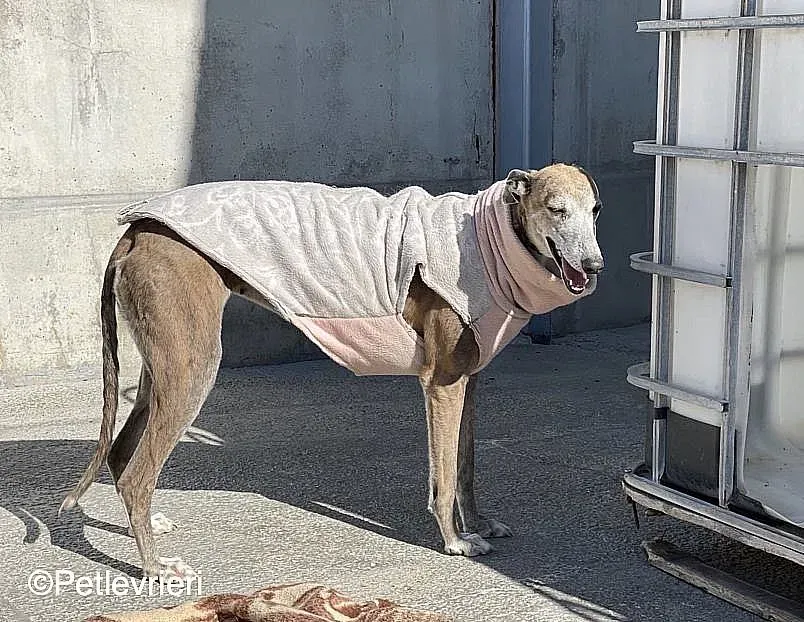 Zazu adozione levrieri galgo 013