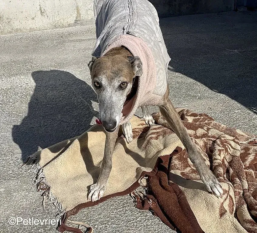 Zazu adozione levrieri galgo 014