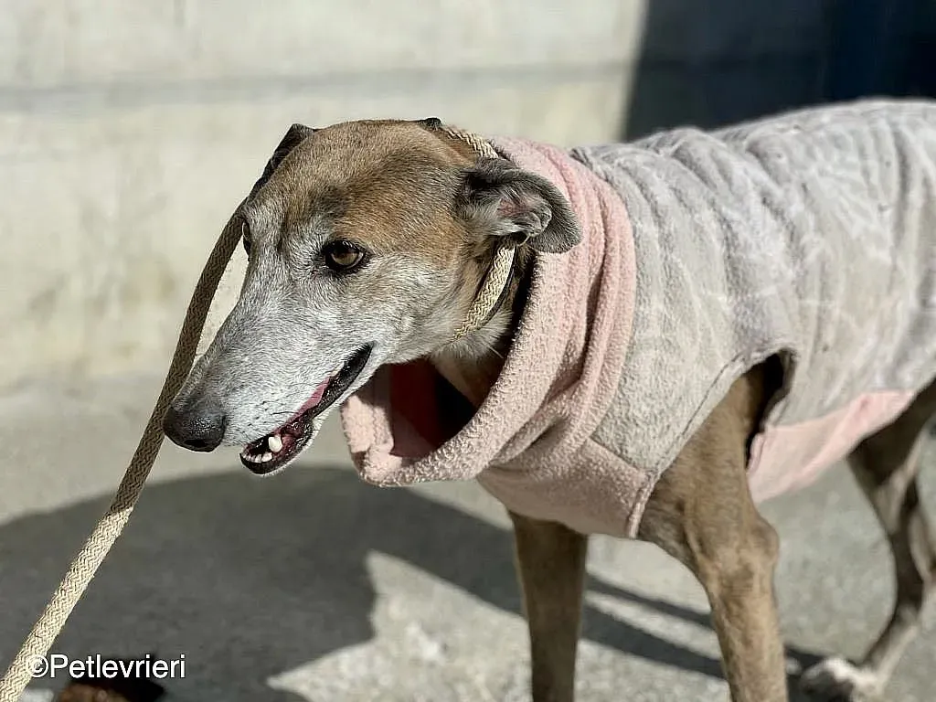 Zazu adozione levrieri galgo 015
