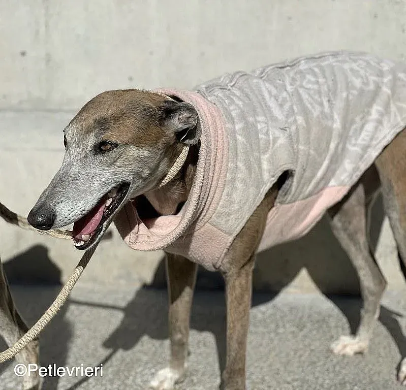 Zazu adozione levrieri galgo 016