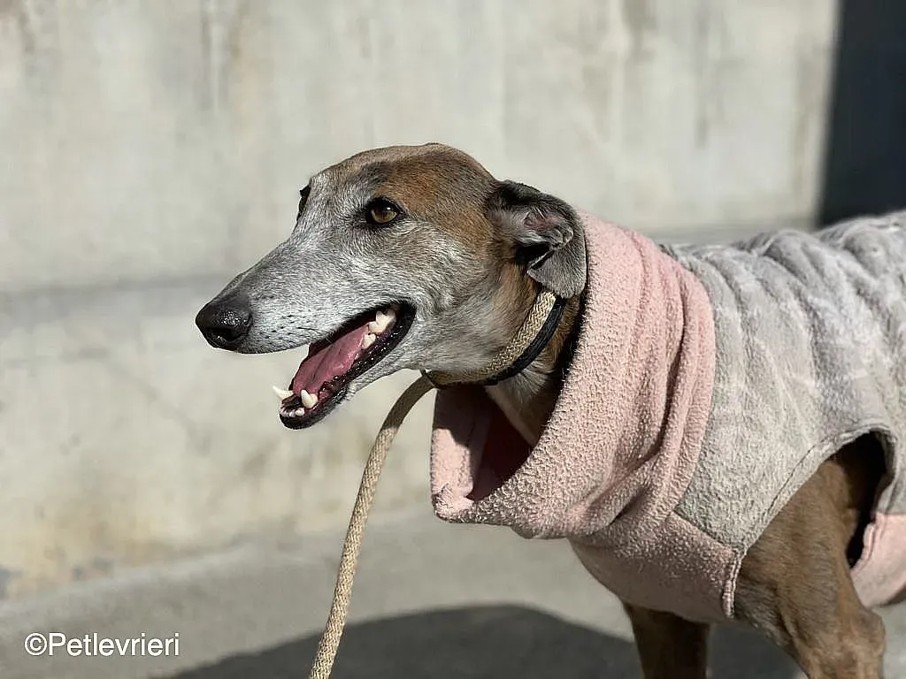 Zazu adozione levrieri galgo 017