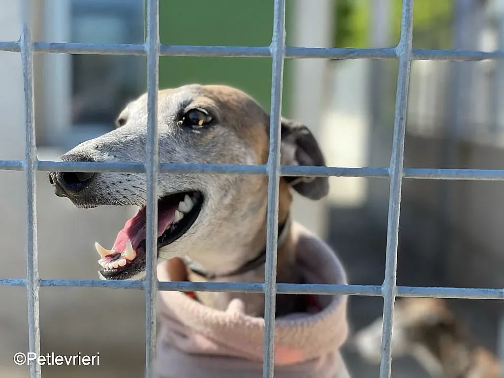 Zazu adozione levrieri galgo 018