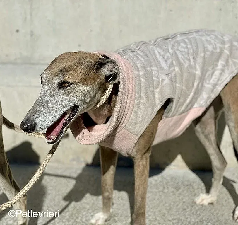 Zazu adozione levrieri galgo 02