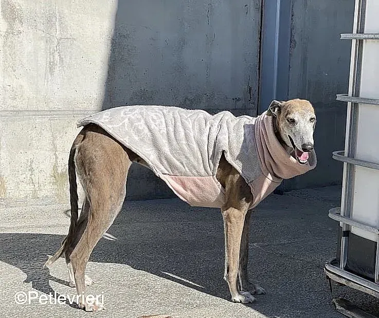 Zazu adozione levrieri galgo 04