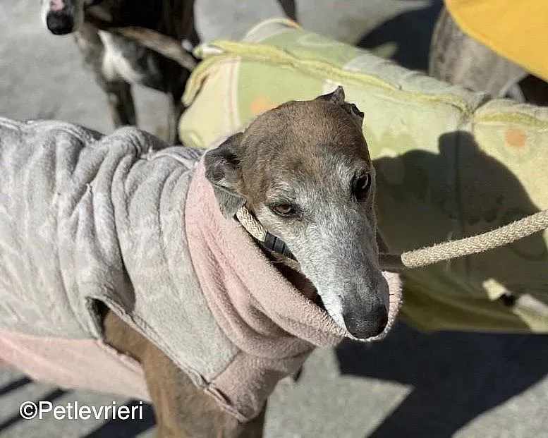 Zazu adozione levrieri galgo 05