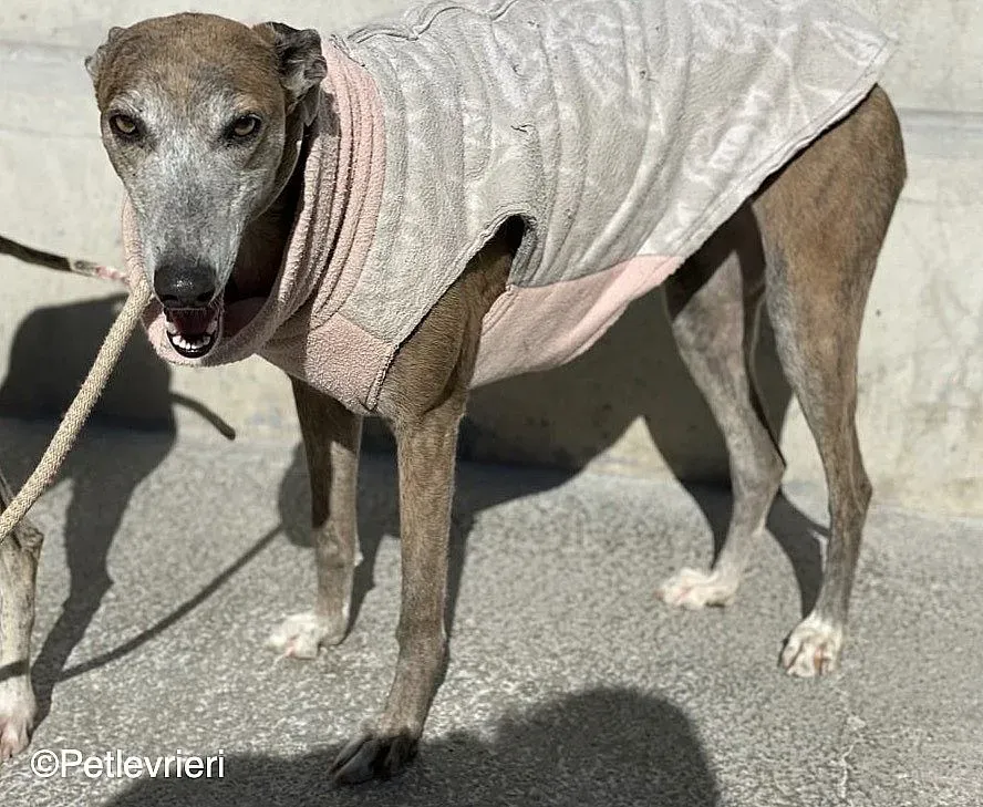 Zazu adozione levrieri galgo 06