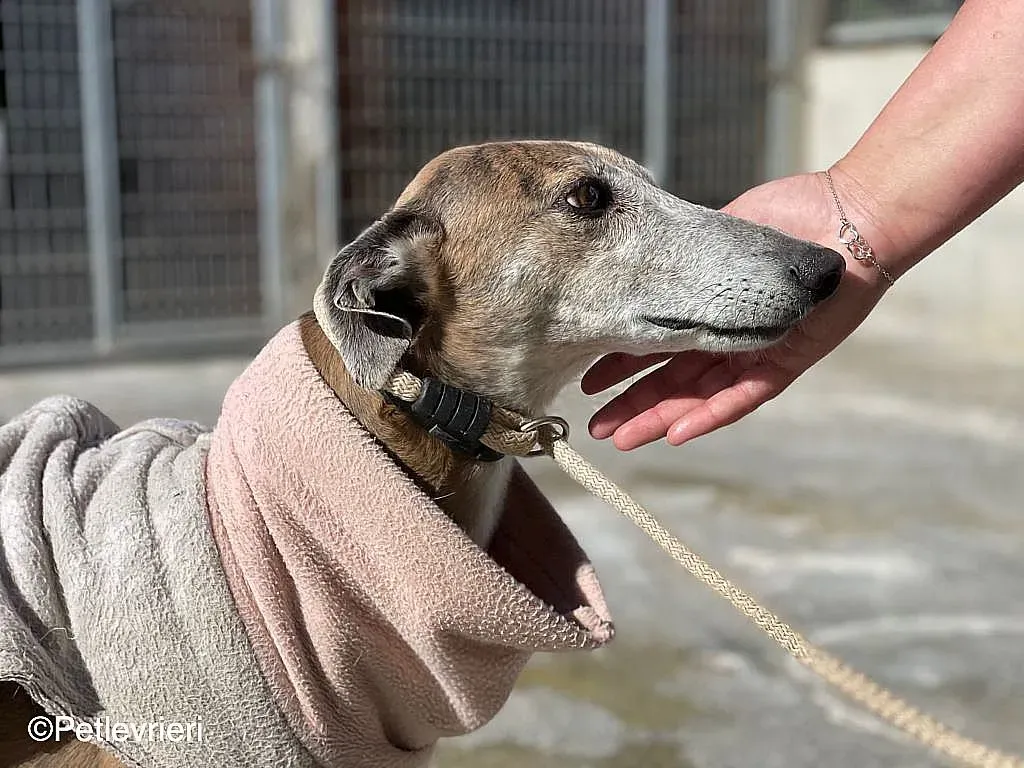 Zazu adozione levrieri galgo 07