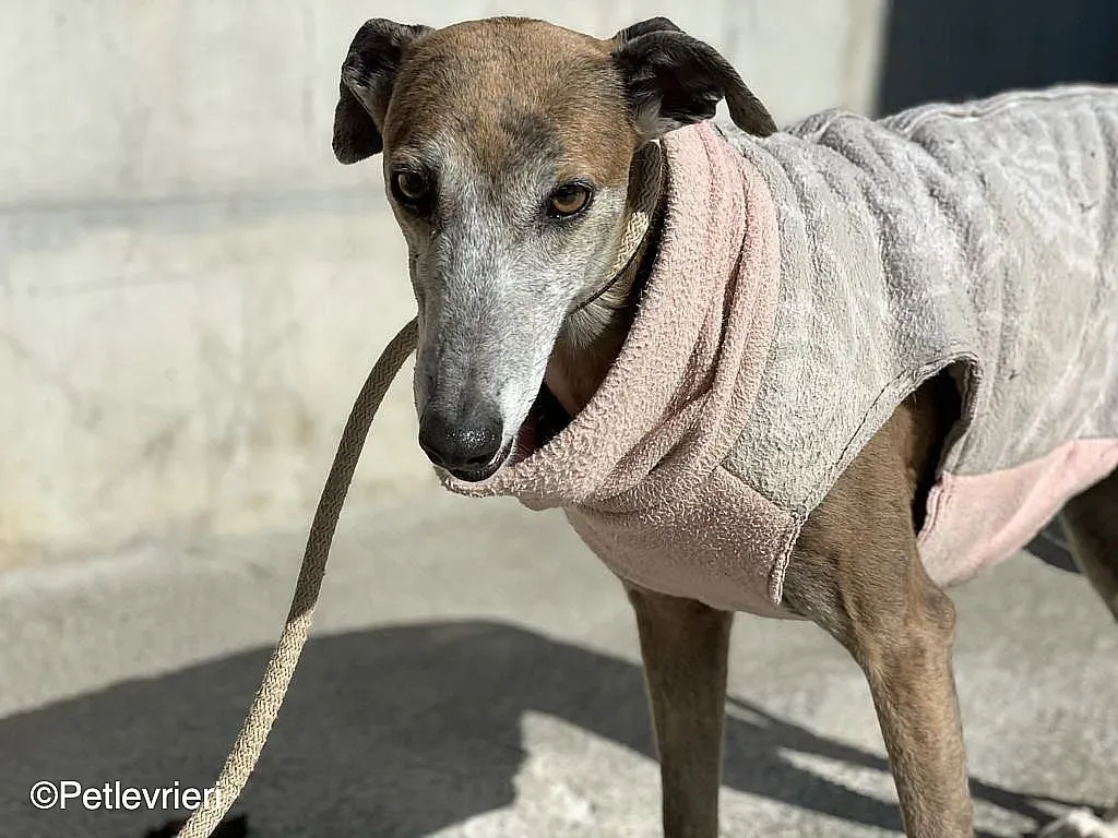 Zazu adozione levrieri galgo 08