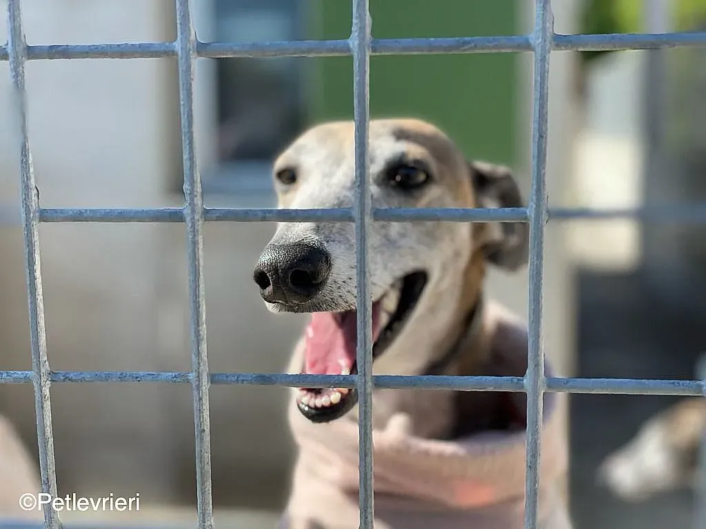 Zazu adozione levrieri galgo 09
