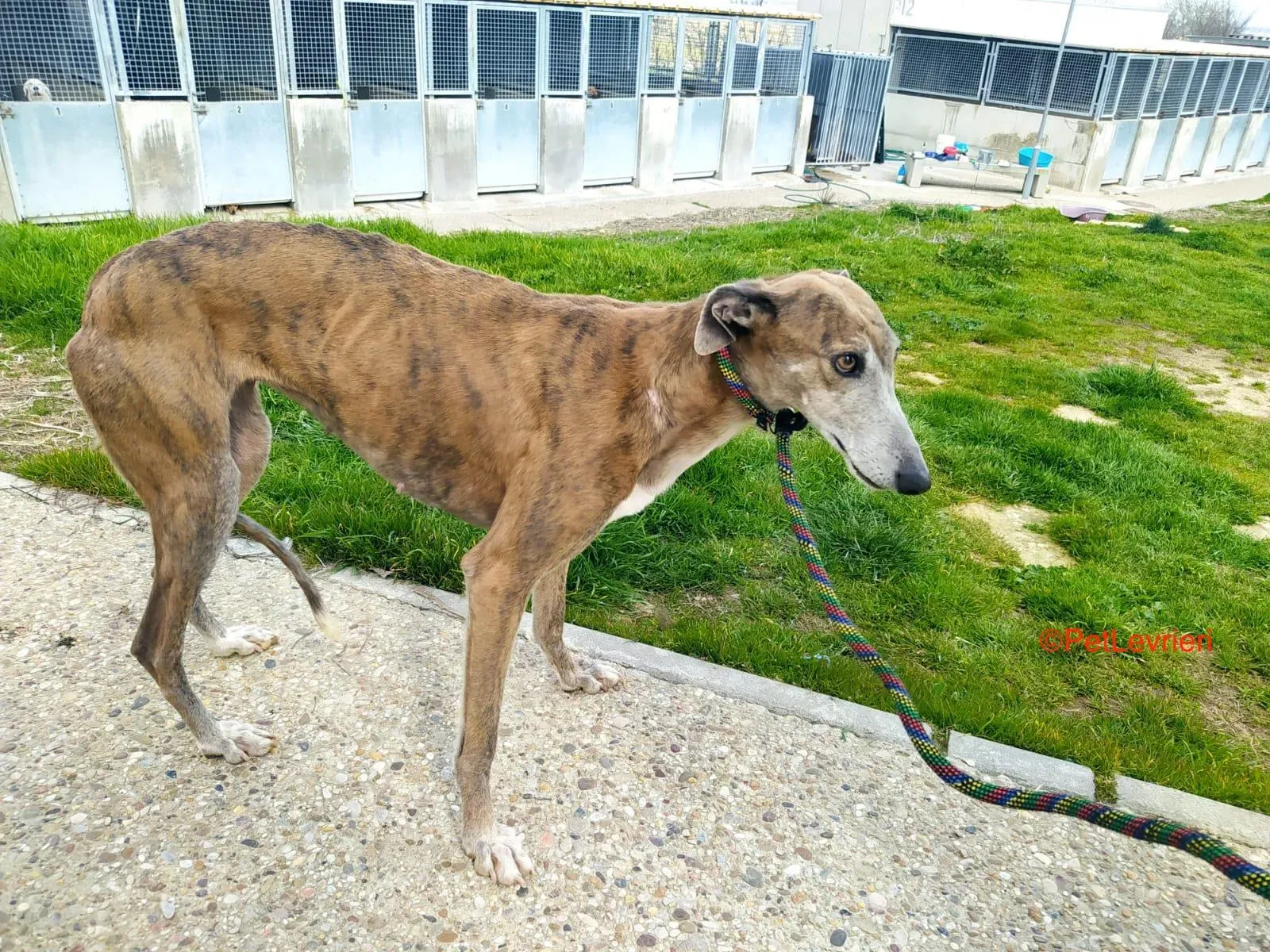 Zazu adozione levrieri galgo 1