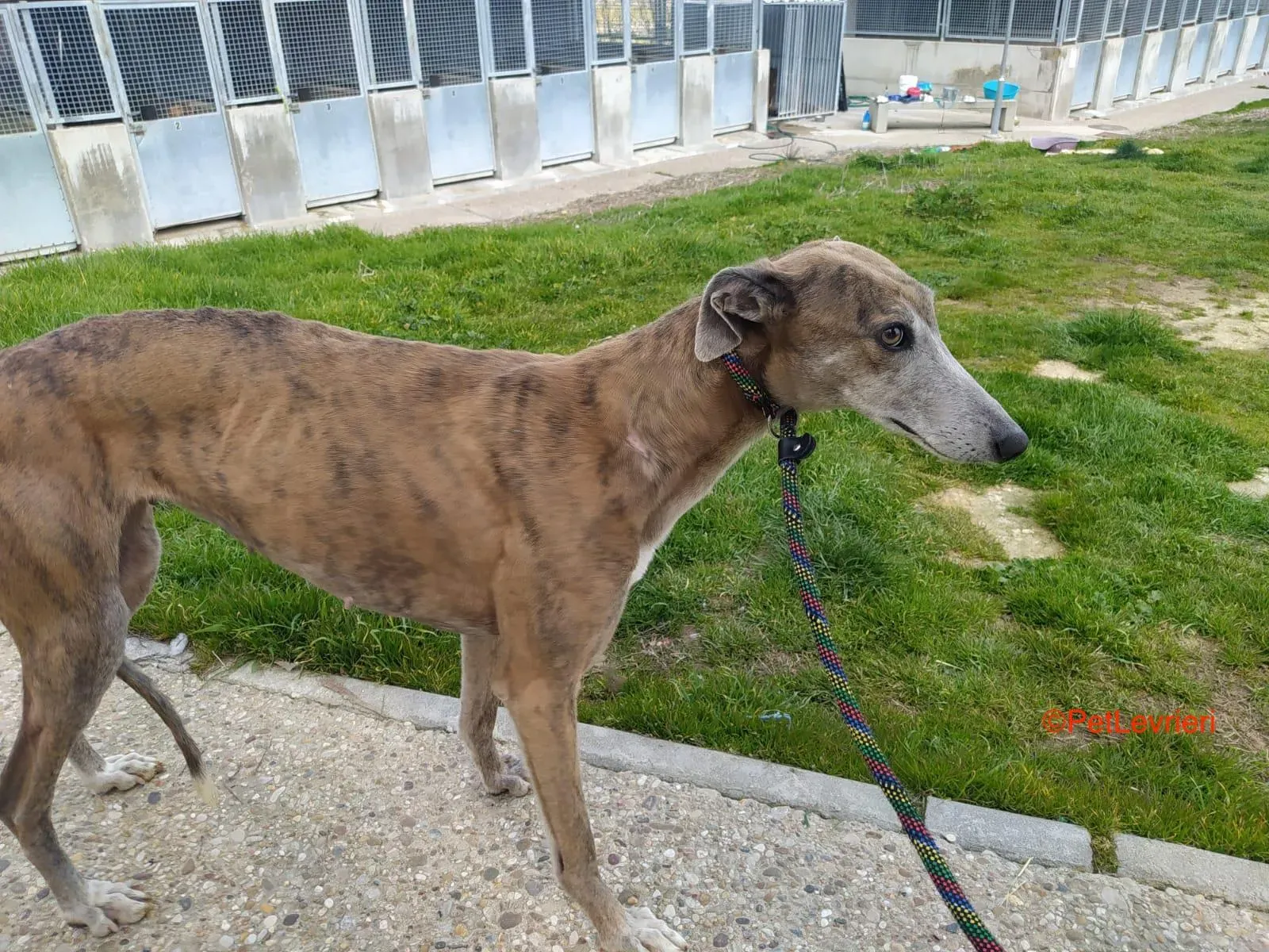 Zazu adozione levrieri galgo 2