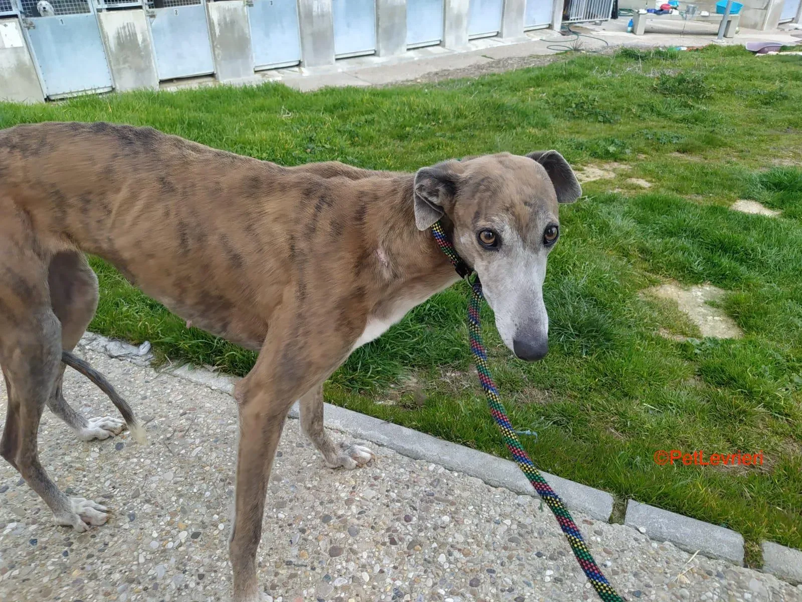 Zazu adozione levrieri galgo 3
