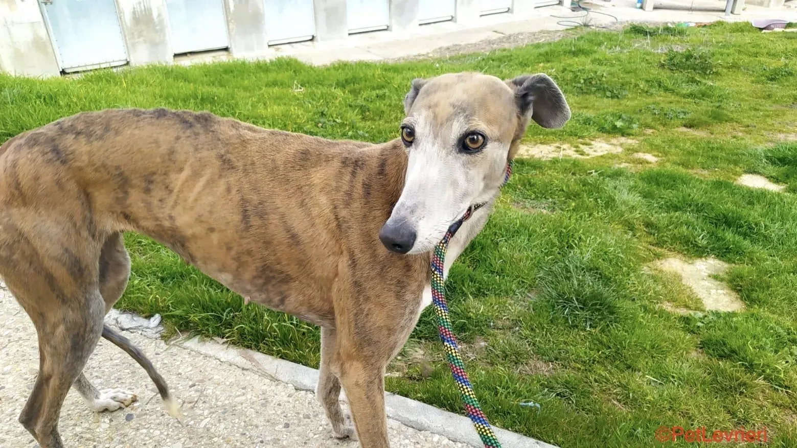 Zazu adozione levrieri galgo 4