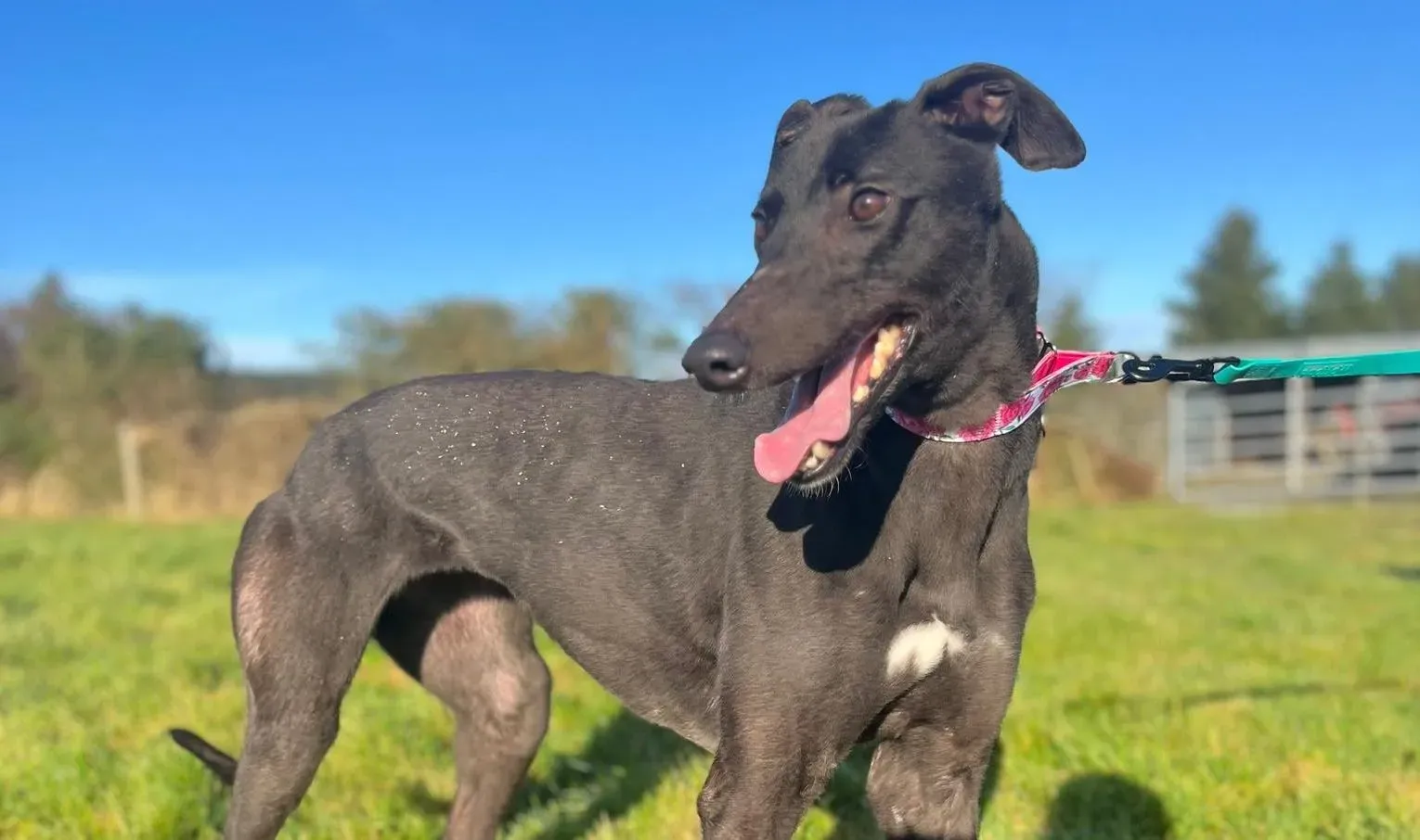 Zeeny adozione levrieri greyhound 10 e1674546865446