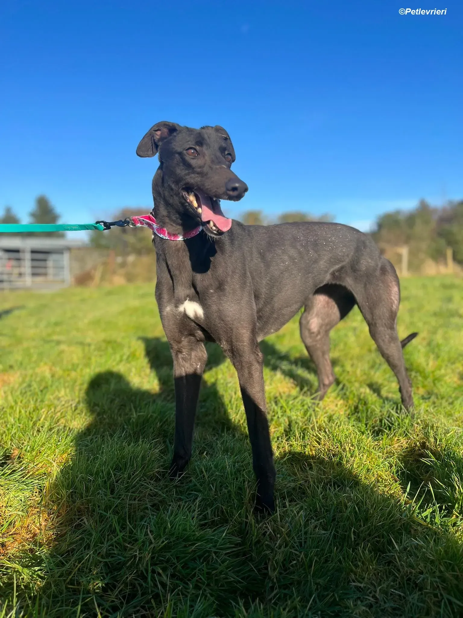 Zeeny adozione levrieri greyhound 11