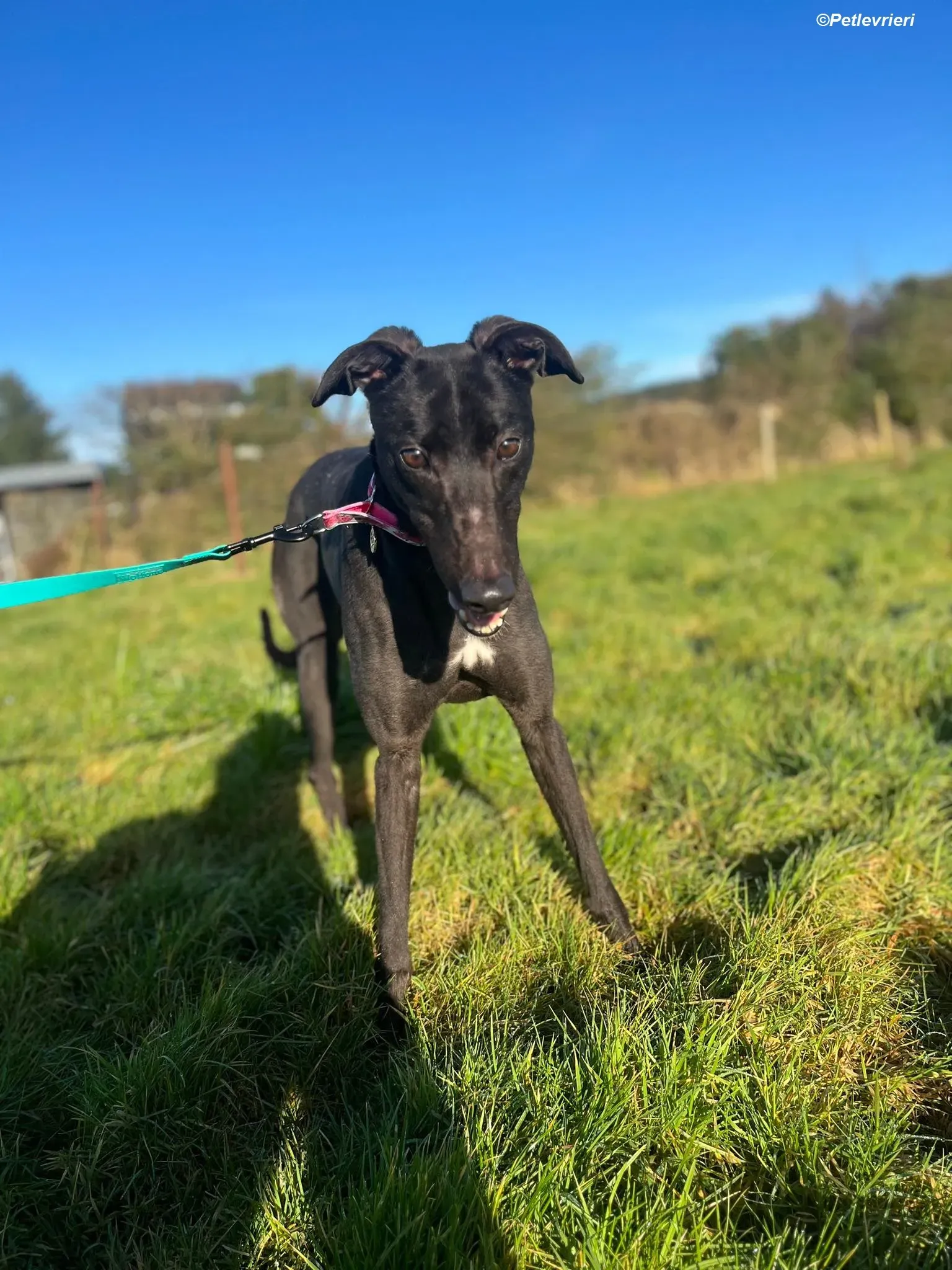 Zeeny adozione levrieri greyhound 12