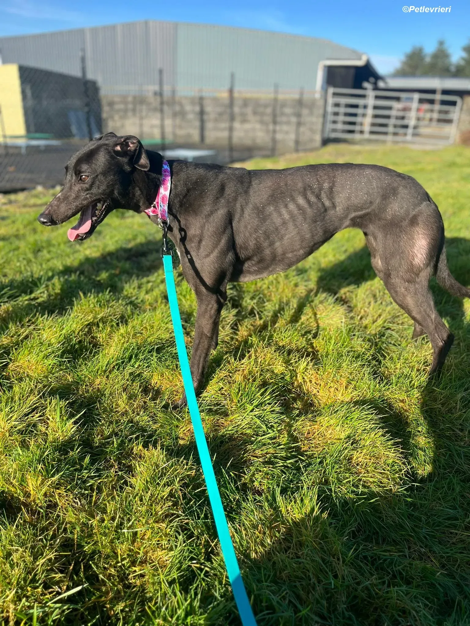 Zeeny adozione levrieri greyhound 14