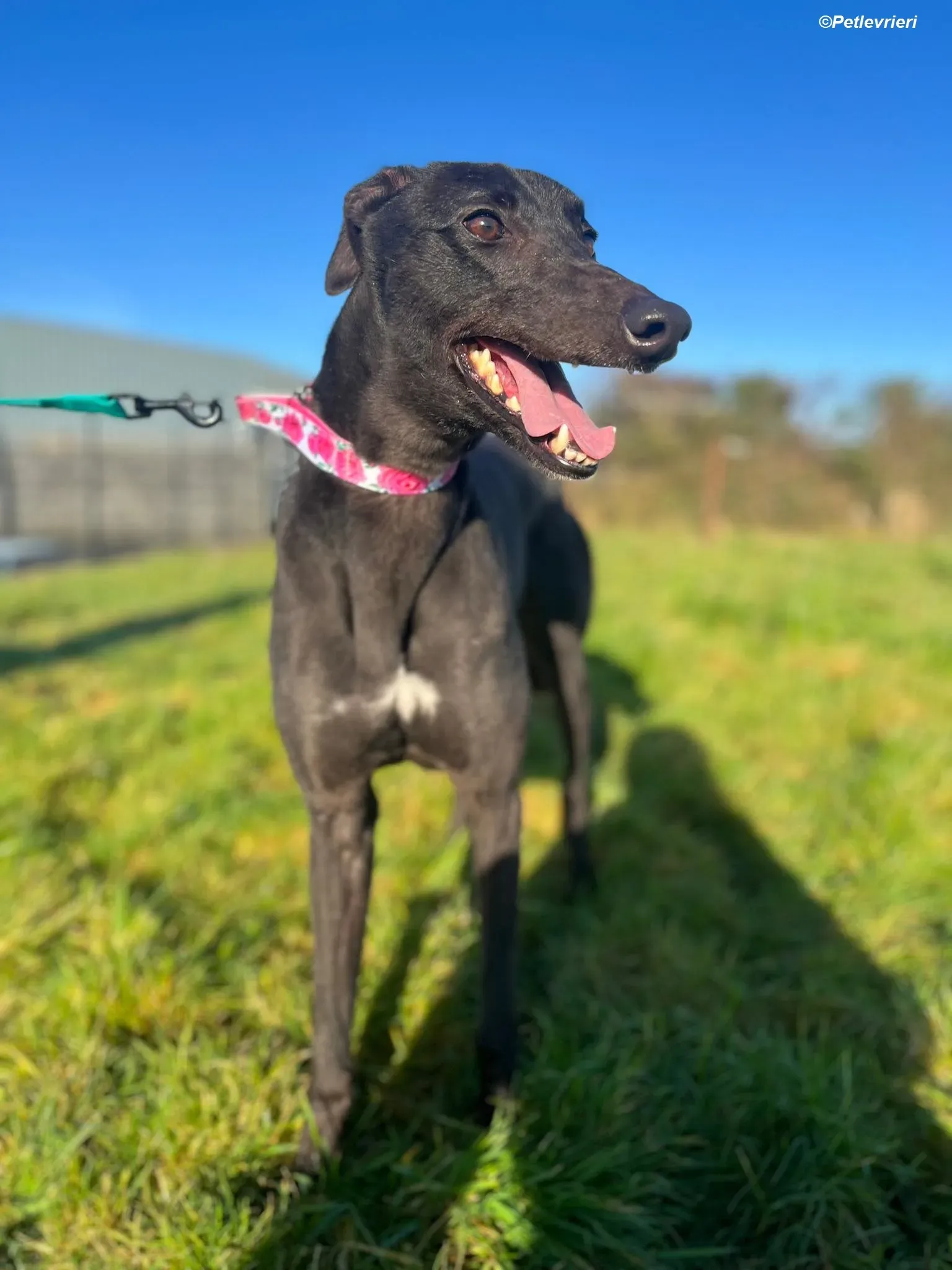 Zeeny adozione levrieri greyhound 15