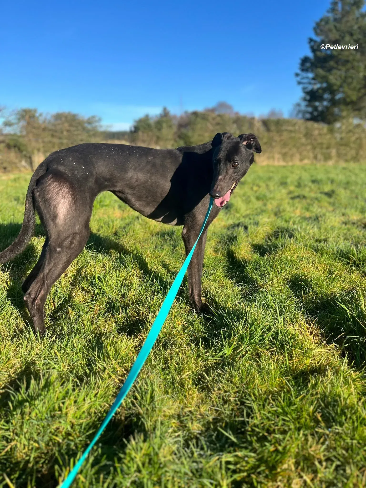 Zeeny adozione levrieri greyhound 8