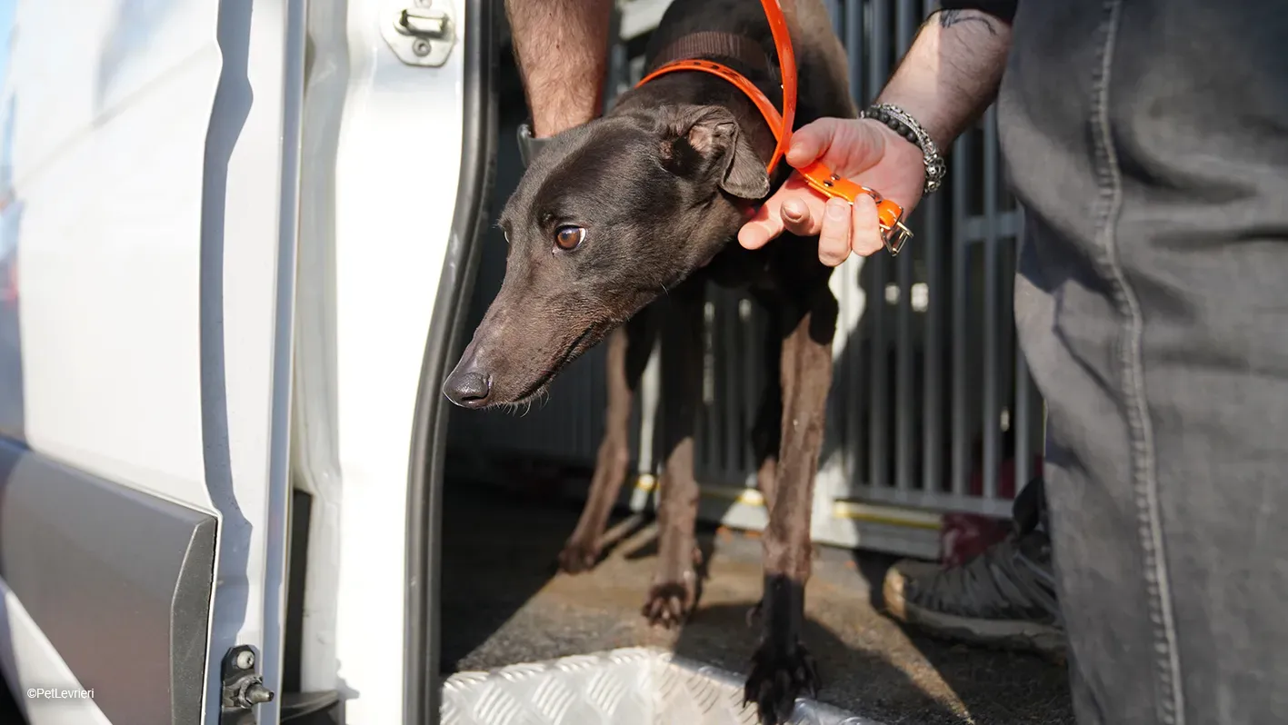 Zeeny greyhound blackdog dog levriero arrivo 01