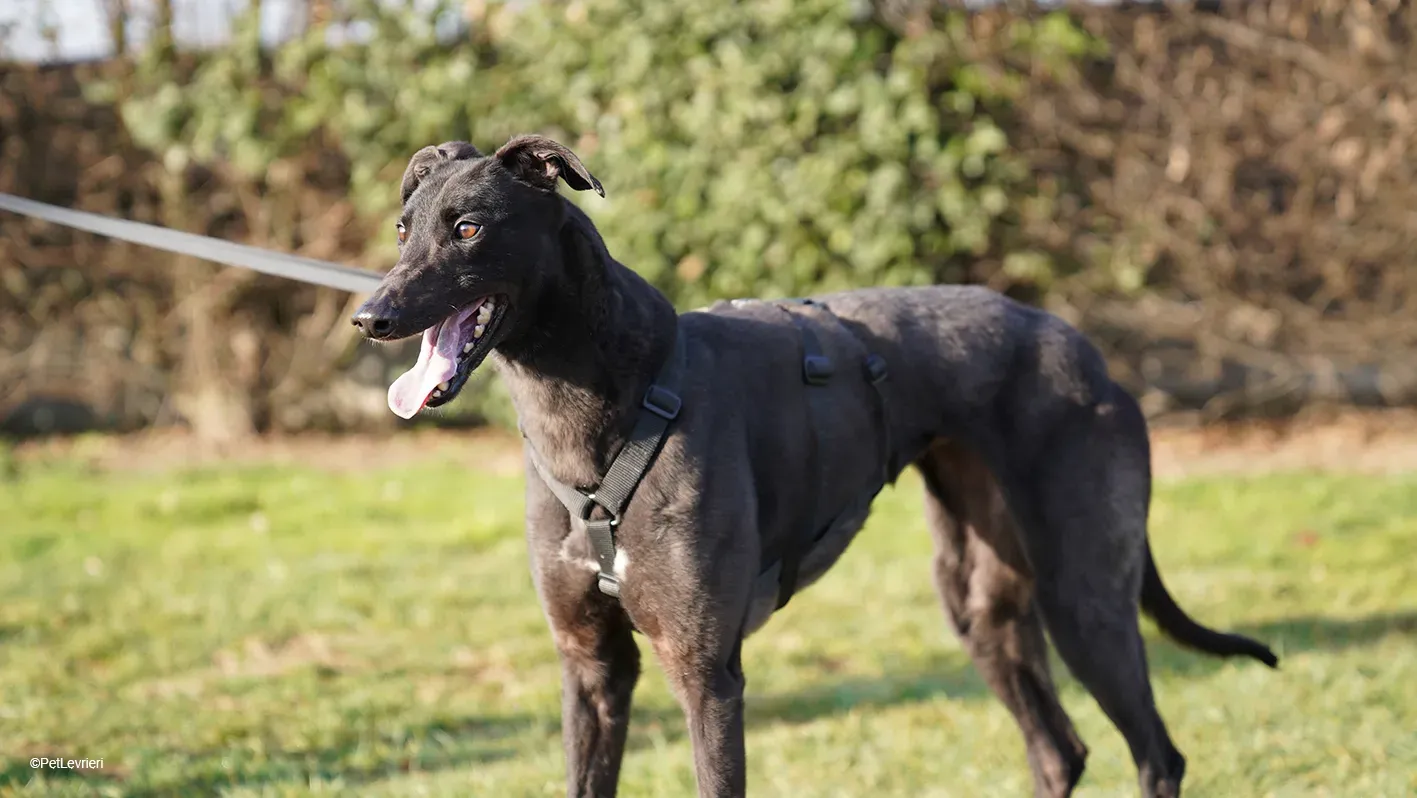 Zeeny greyhound blackdog dog levriero arrivo 03