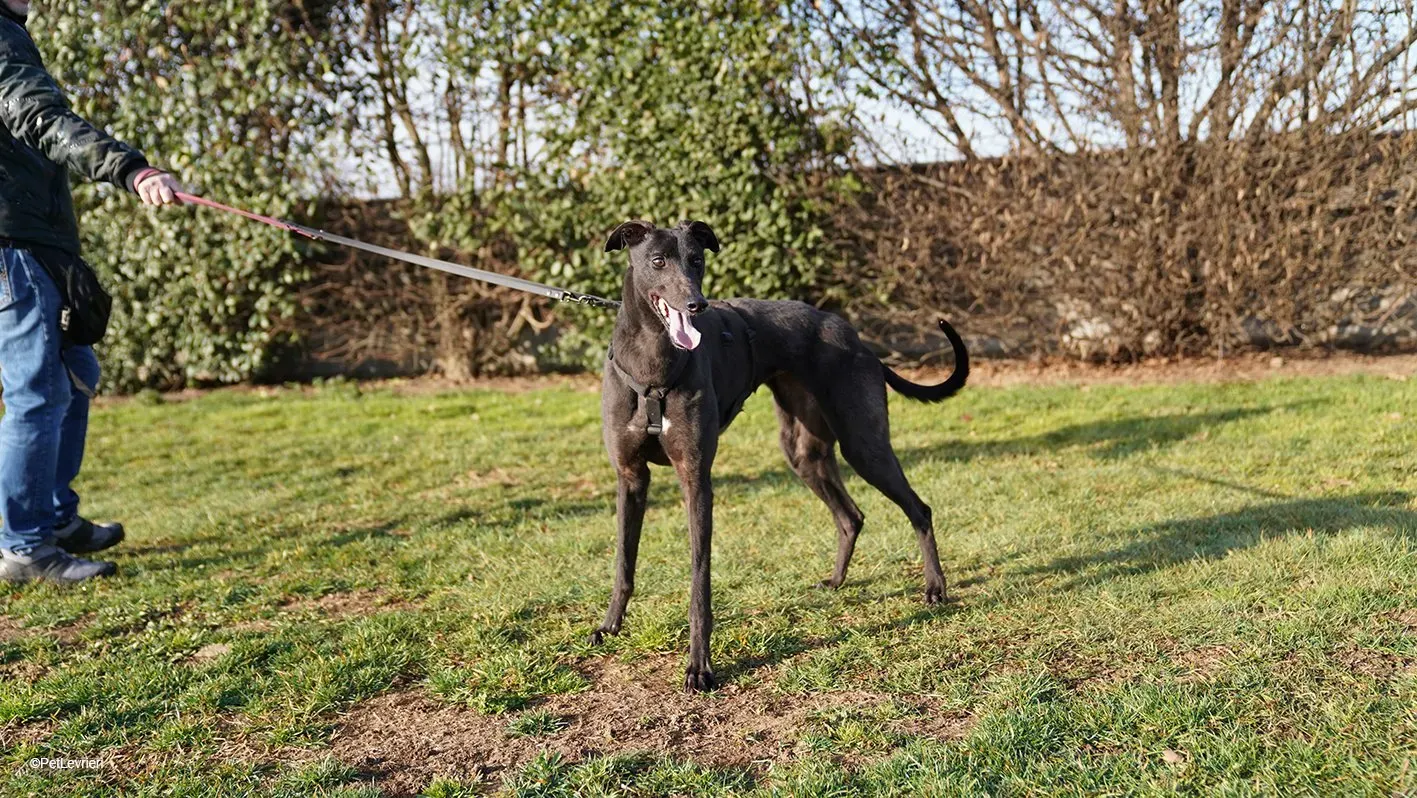 Zeeny greyhound blackdog dog levriero arrivo 04