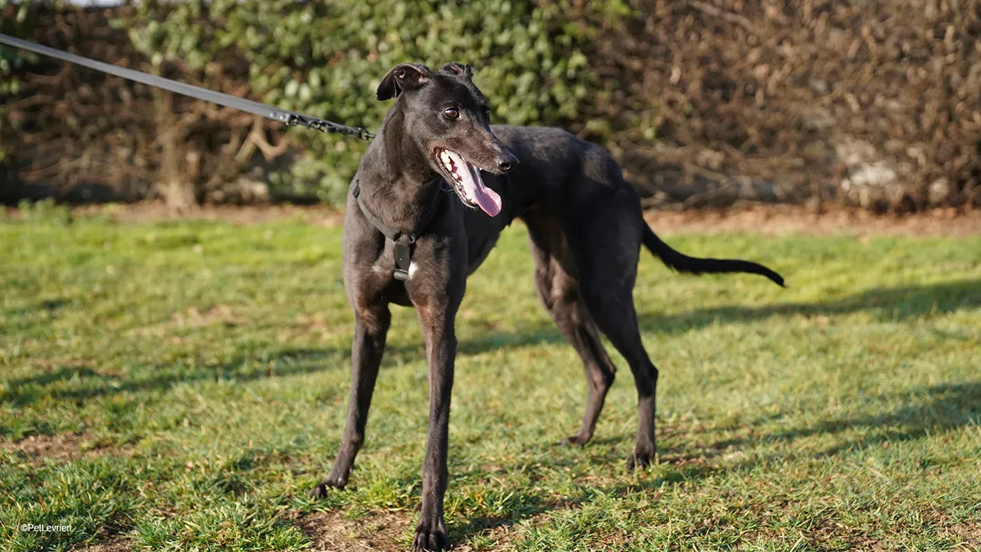 Zeeny greyhound blackdog dog levriero arrivo 05