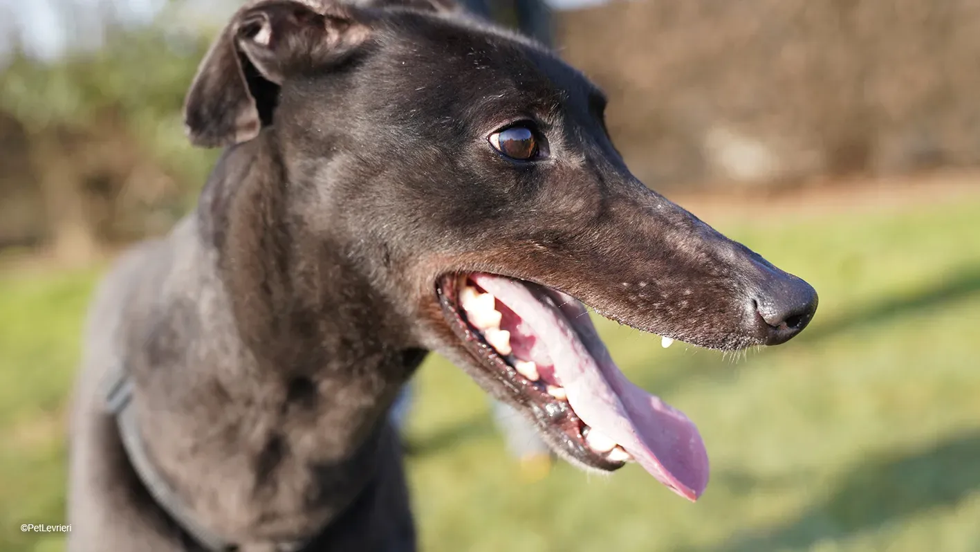 Zeeny greyhound blackdog dog levriero arrivo 08