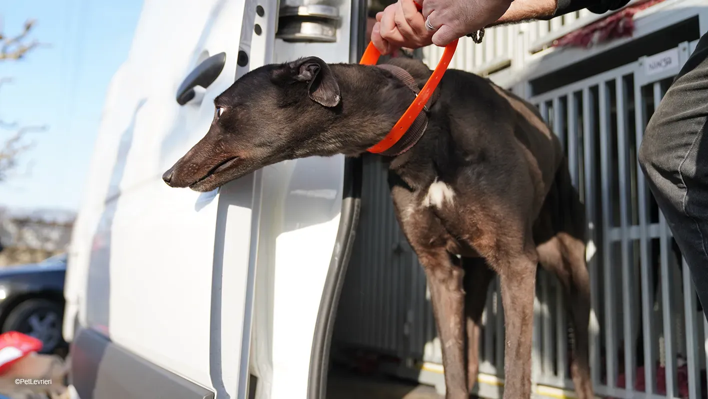 Zeeny greyhound blackdog dog levriero arrivo 10