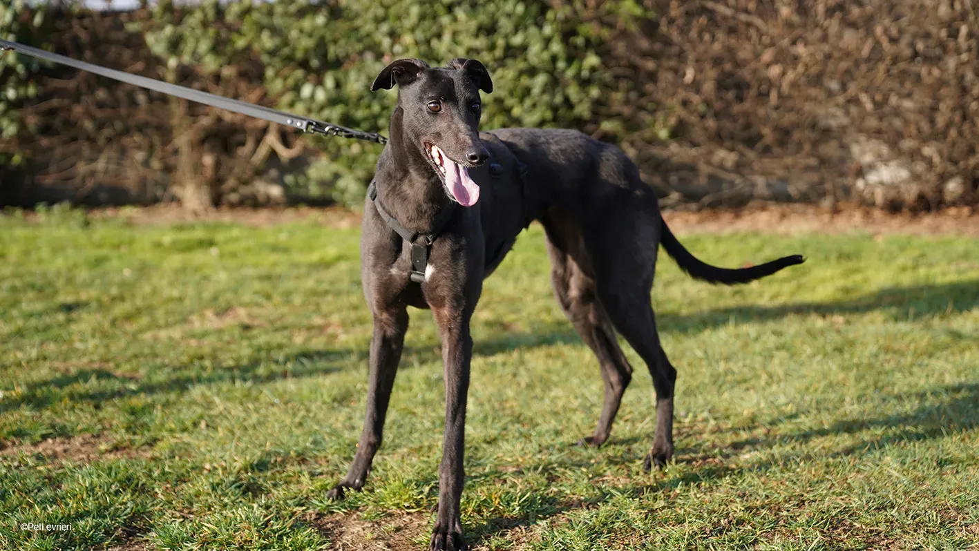 Zeeny greyhound blackdog dog levriero arrivo 12