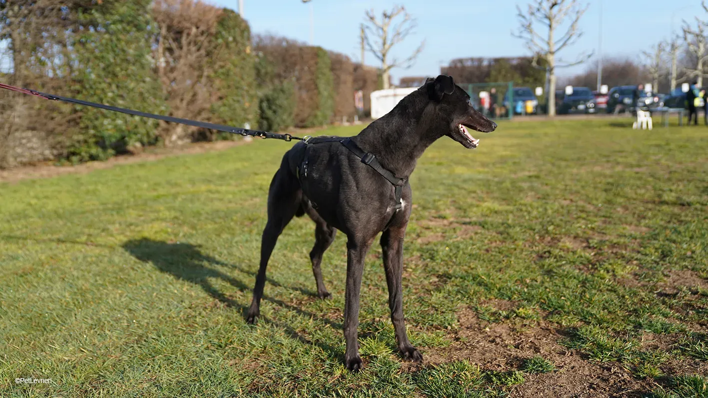Zeeny greyhound blackdog dog levriero arrivo 13