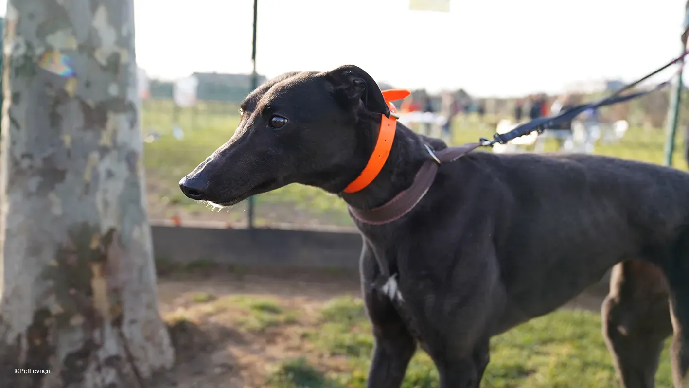 Zeeny greyhound blackdog dog levriero arrivo 14