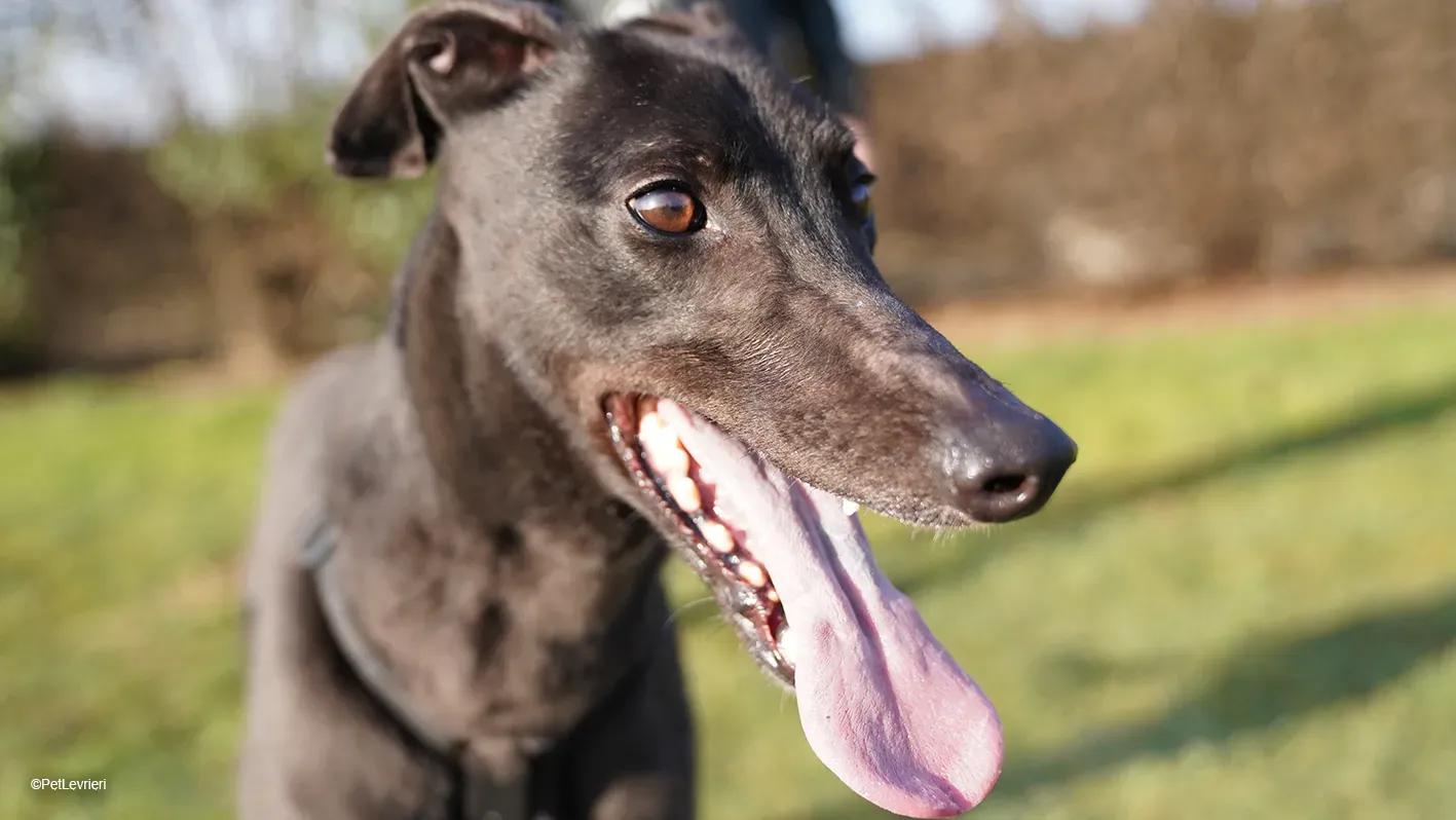 Zeeny greyhound blackdog dog levriero arrivo 15