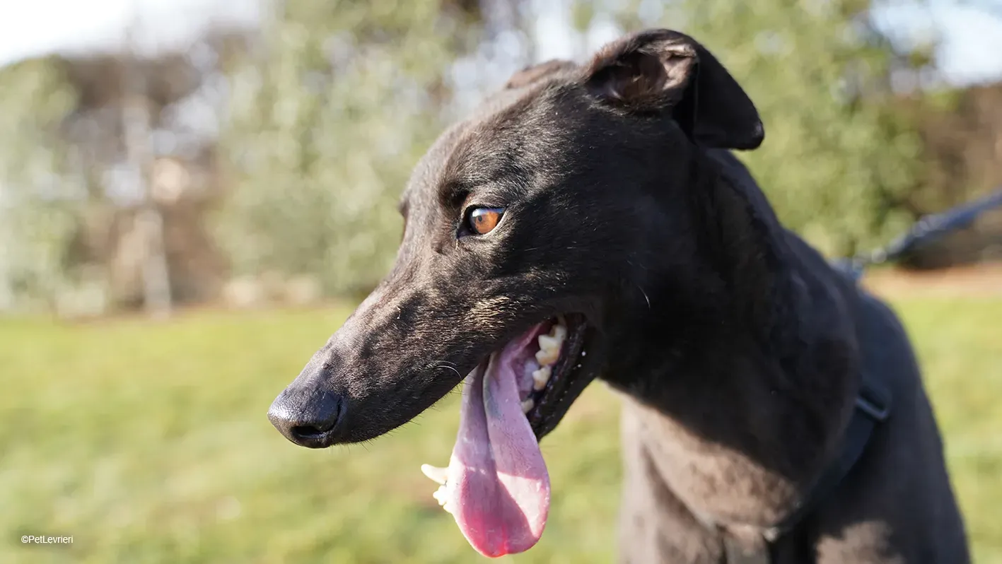 Zeeny greyhound blackdog dog levriero arrivo 16