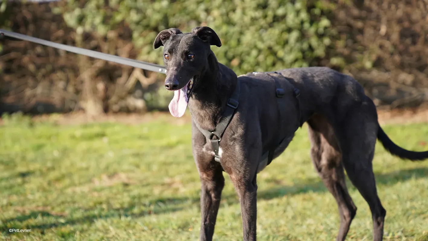 Zeeny greyhound blackdog dog levriero arrivo 17