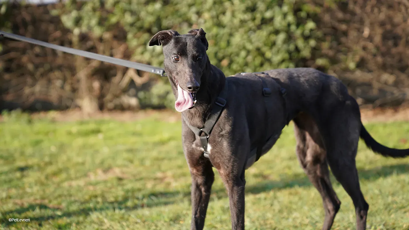 Zeeny greyhound blackdog dog levriero arrivo 18