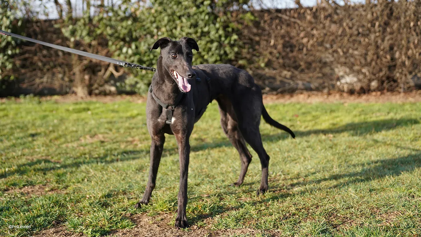 Zeeny greyhound blackdog dog levriero arrivo 20