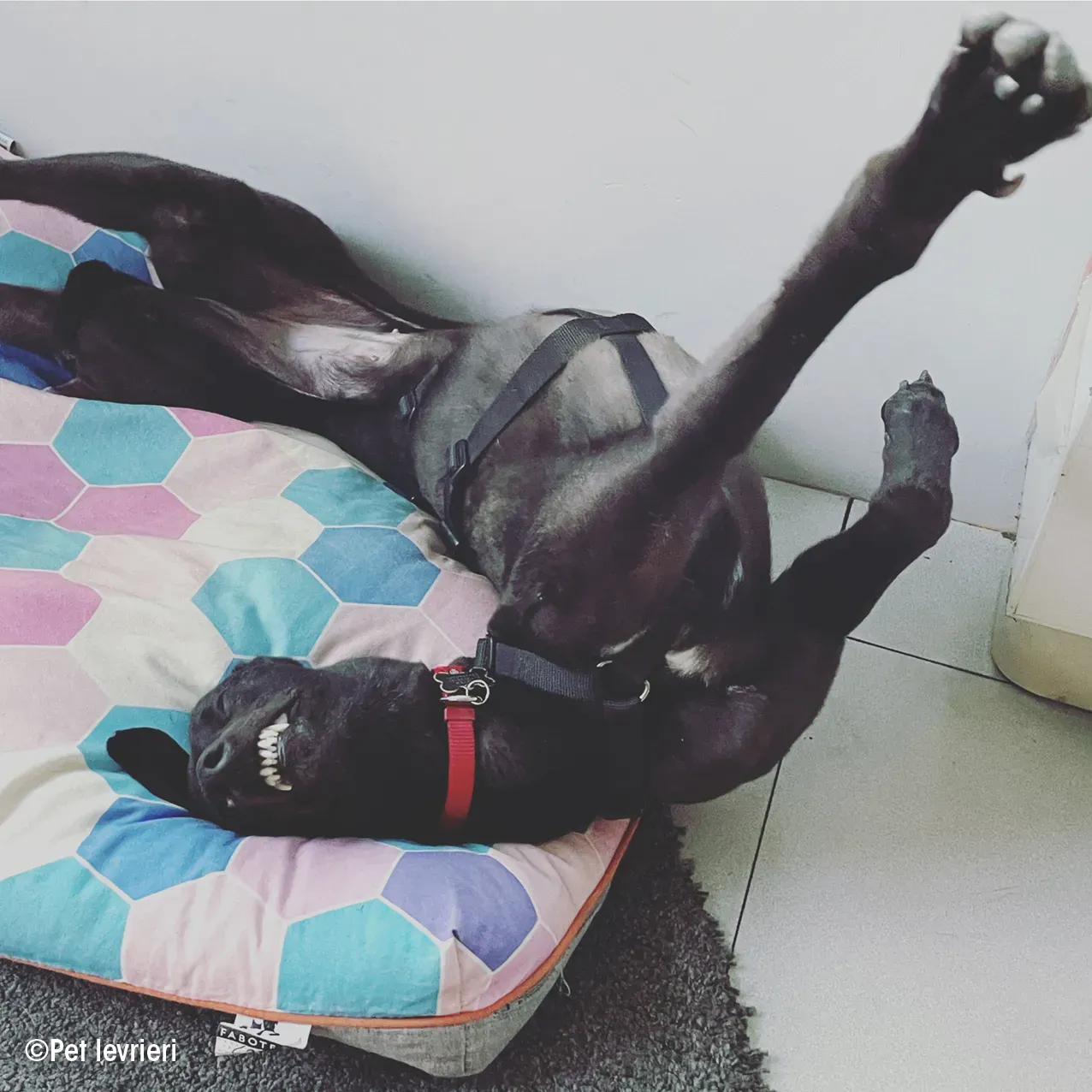 Zeeny greyhound blackdog dog levriero foster 01 1