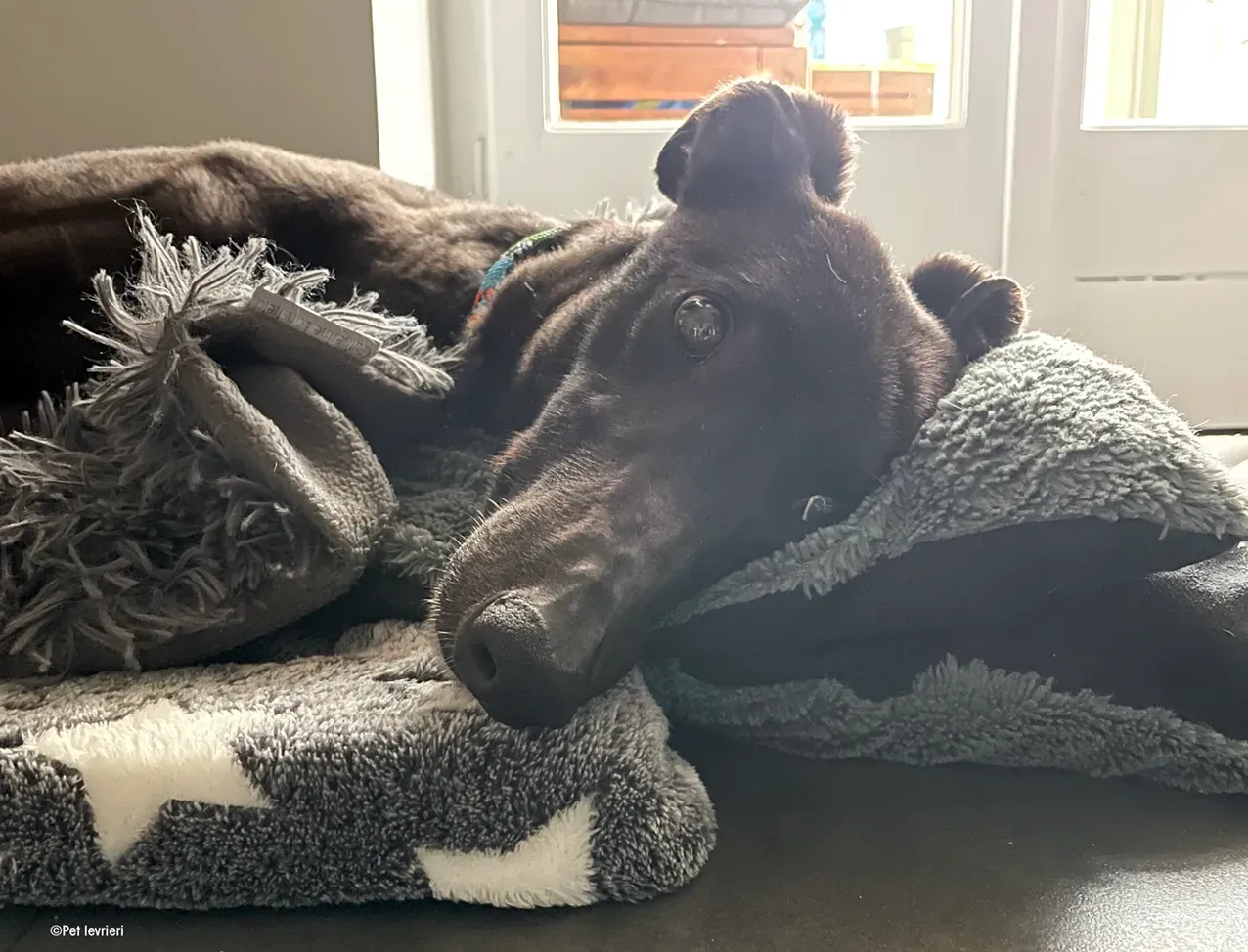 Zeeny greyhound blackdog dog levriero foster 02