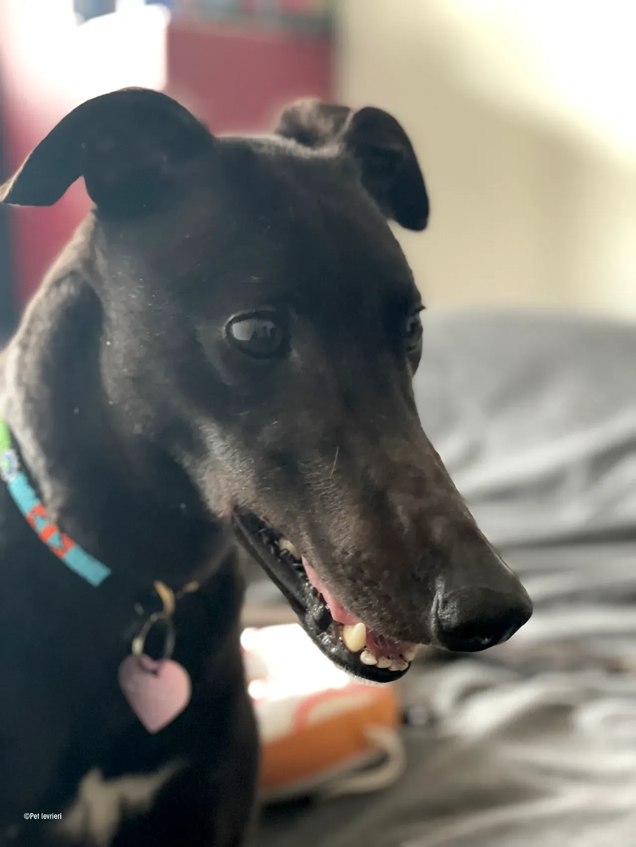 Zeeny greyhound blackdog dog levriero foster 03