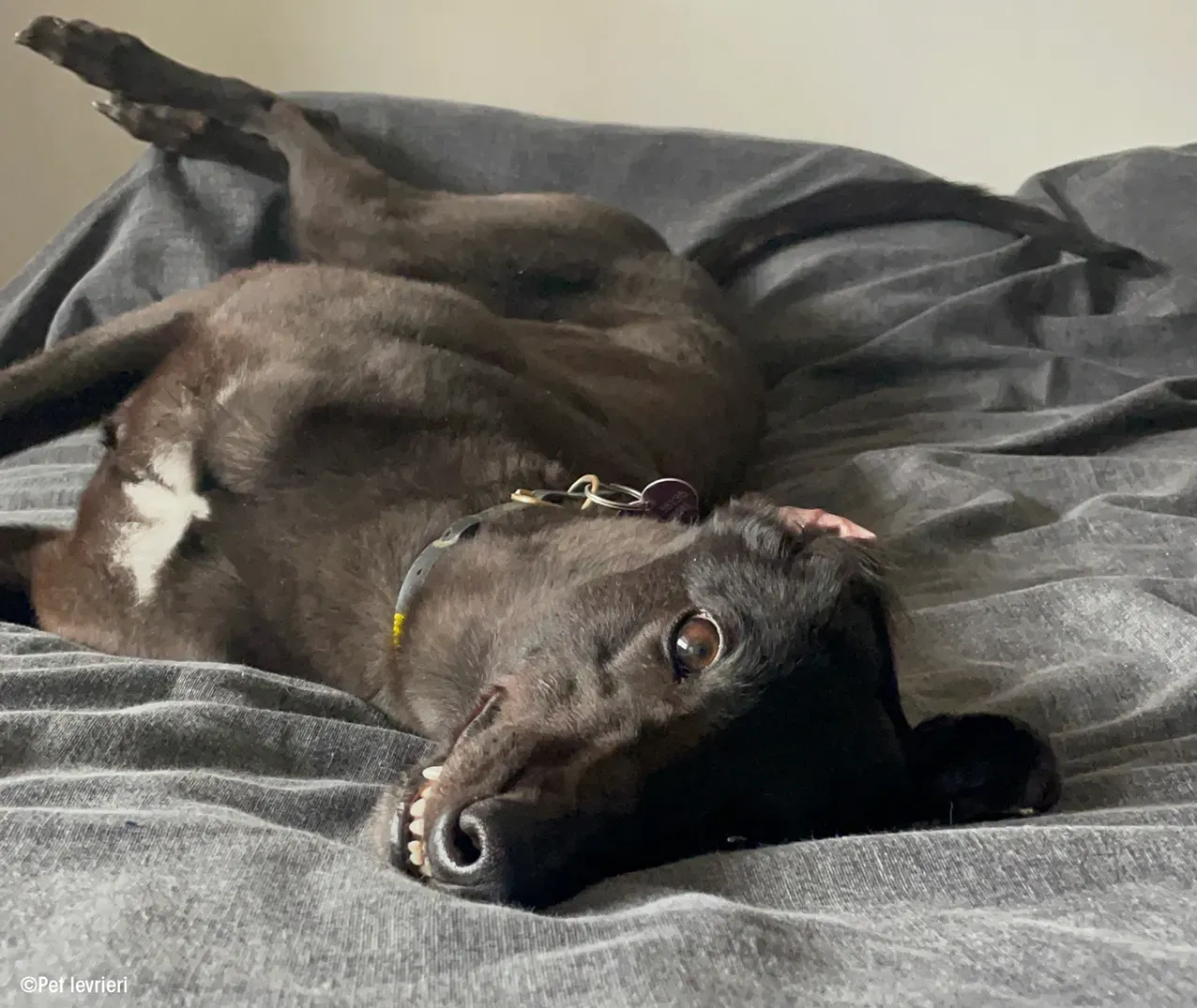 Zeeny greyhound blackdog dog levriero foster 04