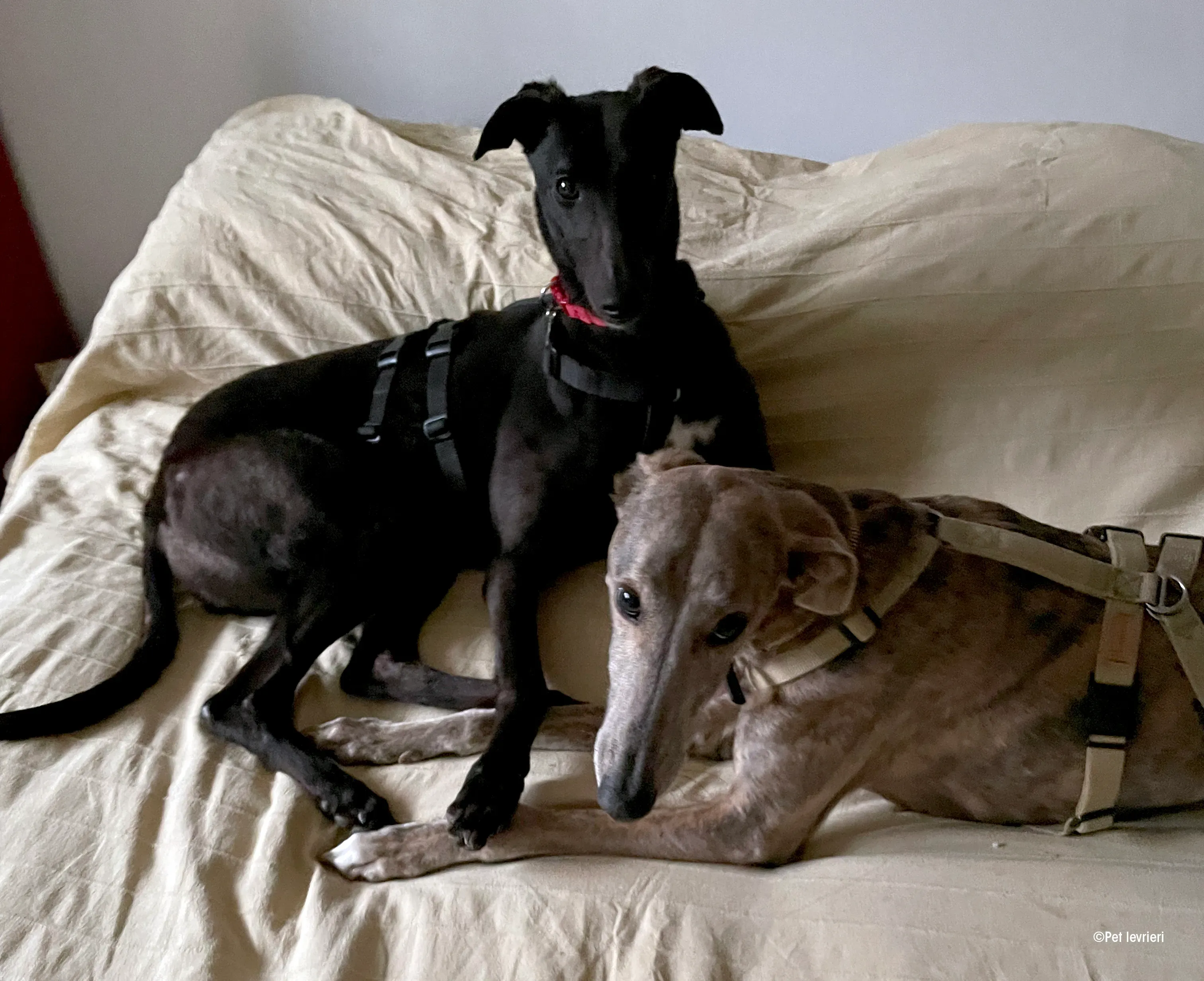 Zeeny greyhound blackdog dog levriero foster 05