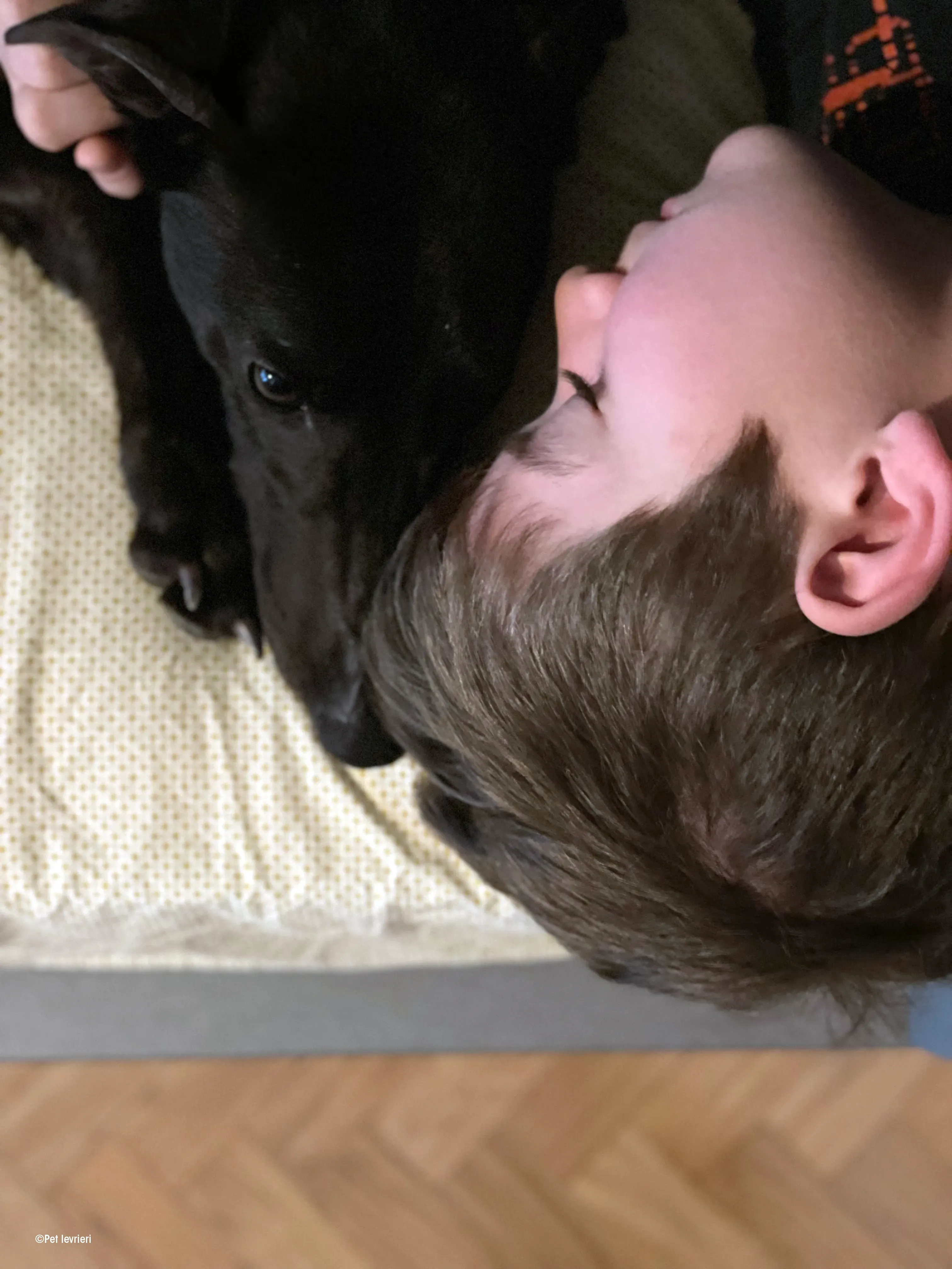 Zeeny greyhound blackdog dog levriero foster 06