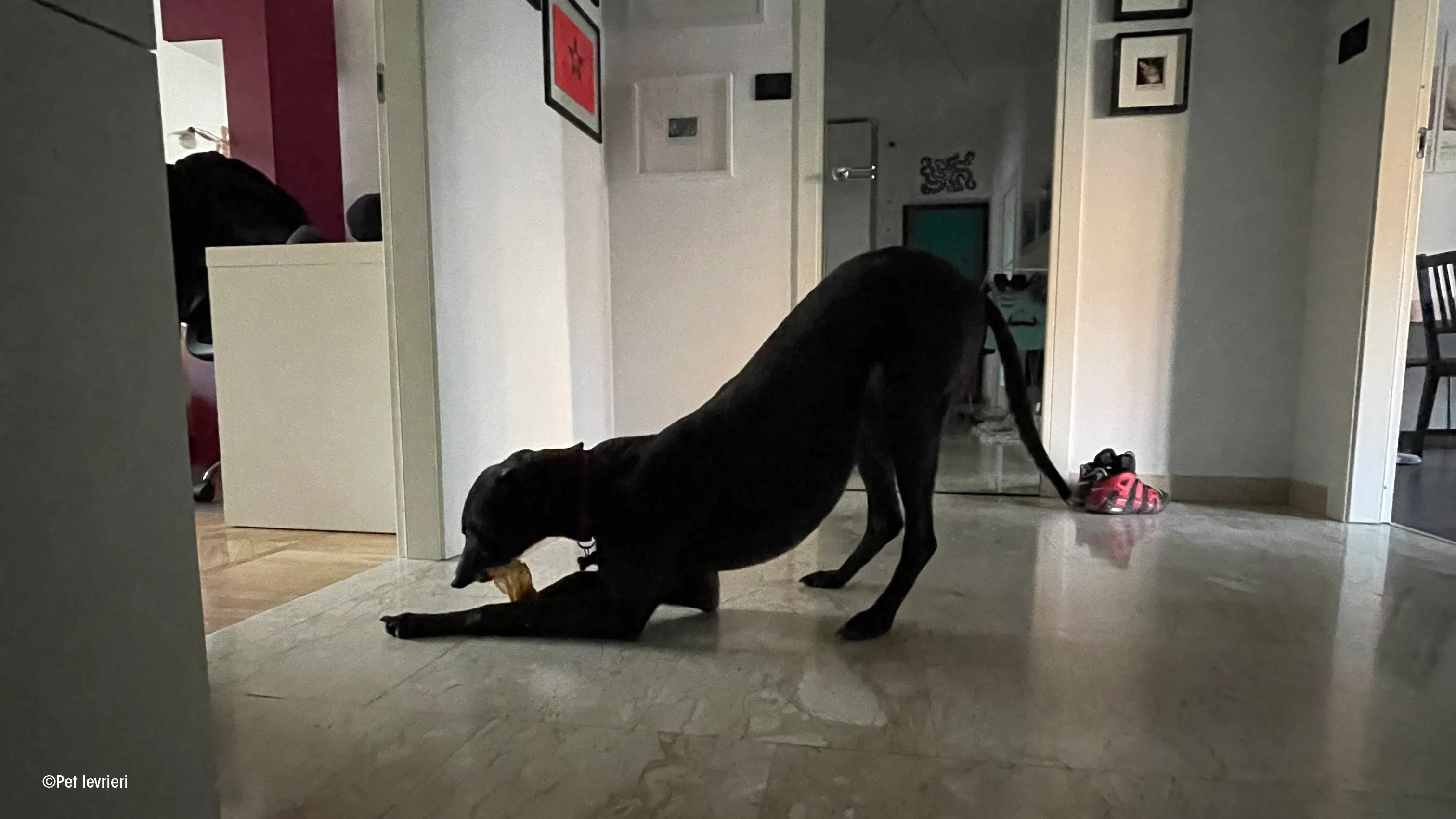 Zeeny greyhound blackdog dog levriero foster 08