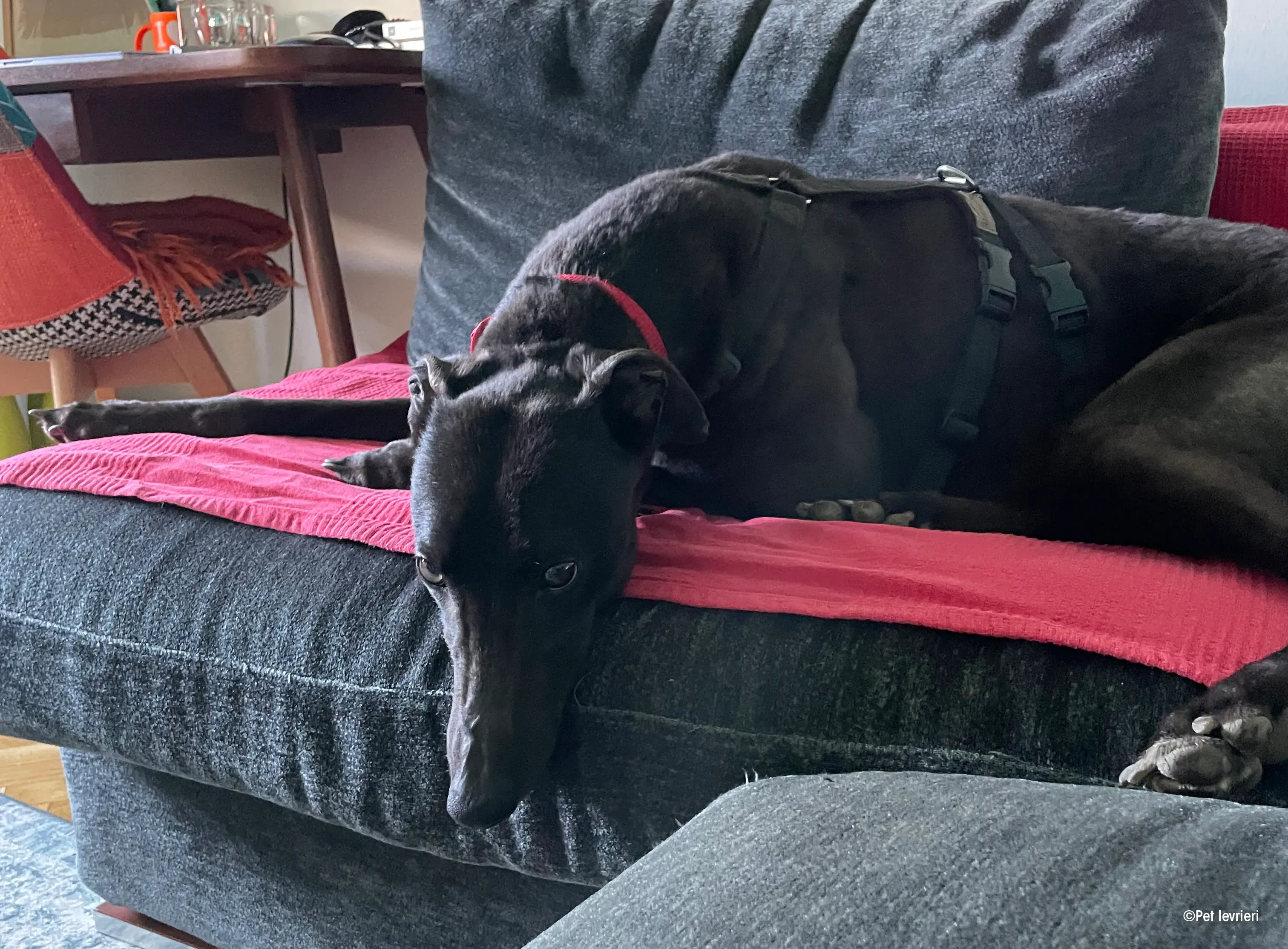 Zeeny greyhound blackdog dog levriero foster 09